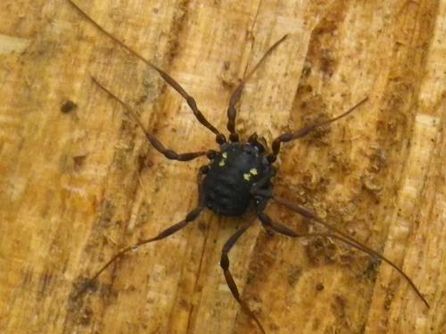 Réf. 191 364 : Paranemastoma quadripunctatum